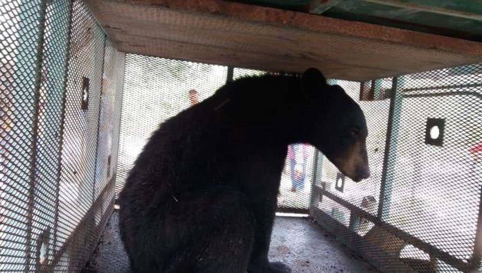 Seguirán avistamientos de osos buscan comida