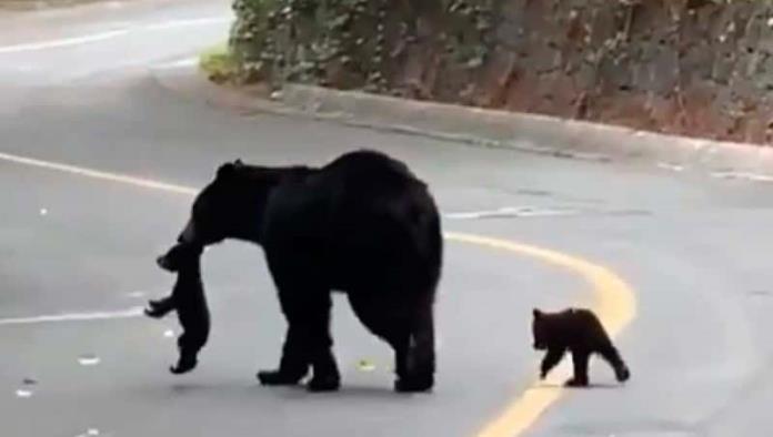 Captan a mamá osa y a sus oseznos en calles de Nuevo León