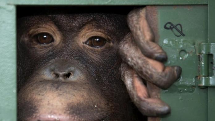 Tailandia frenará comercio de animales para evitar pandemias