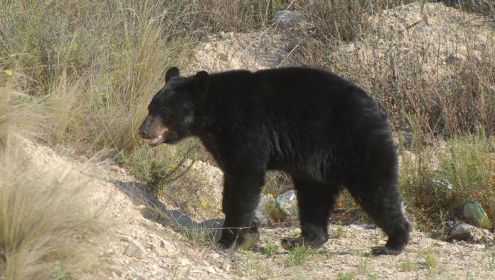 Reporta SMA ataques de oso negro al ganado