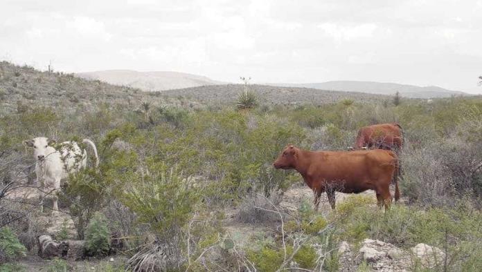 Sin daños el campo por lluvias