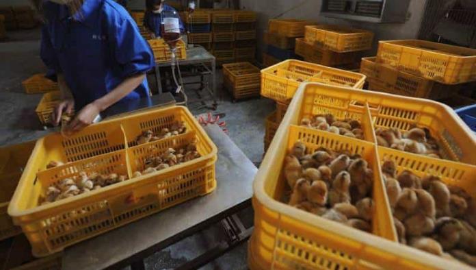 Confirma China primer contagio humano de gripe aviar H10N3