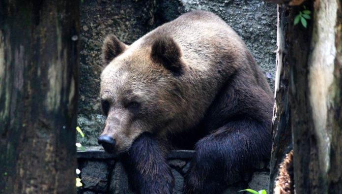 La asombrosa pelea entre una adolescente y un oso que quería atacar a sus perros