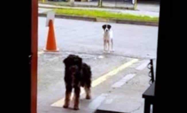 Perrito callejero lleva a su amigo a un restaurante para que les den comida