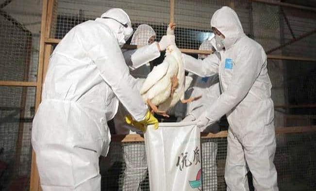 Terrible: confirman el primer contagio humano de la gripe aviar H10N3