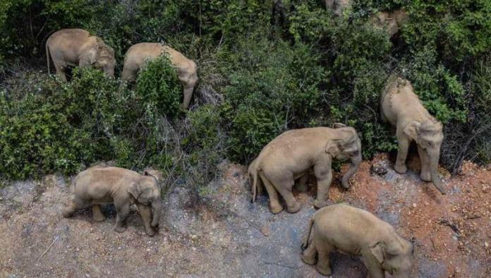 Manada de elefantes anda vagando por China y causa severos destrozos