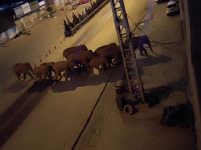 Manada de elefantes anda vagando por China y causa severos destrozos