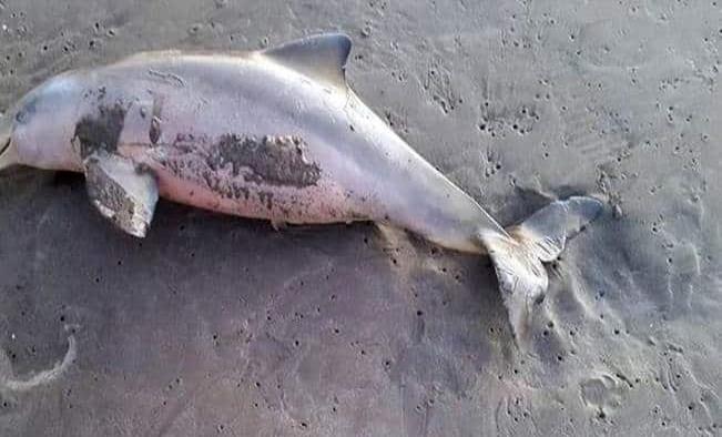 Delfín muere con ropa interior envuelta en su aleta; le cortó el hueso