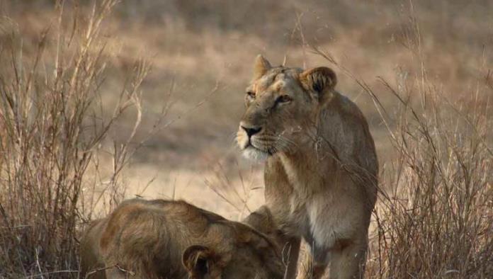Covid mata a leona de zoológico de la India; varios animales contagiados