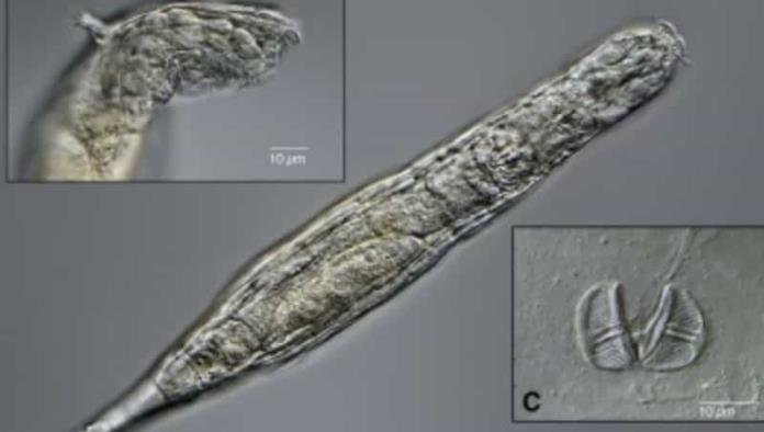 Gusano microscópico vuelve a la vida tras estar congelado 24 mil años