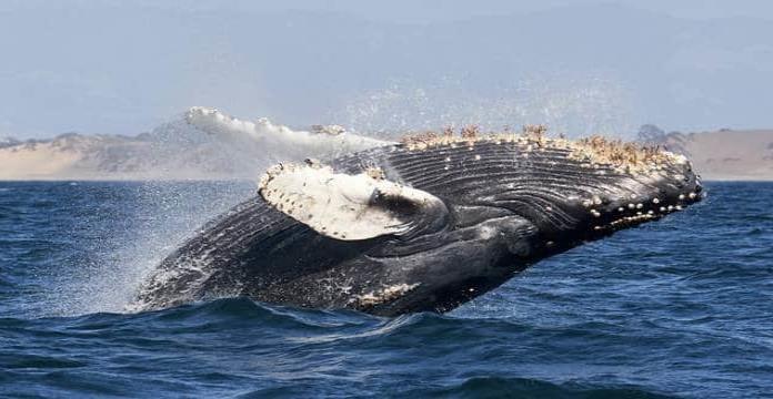 Pescador es tragado por ballena jorobada y sobrevive