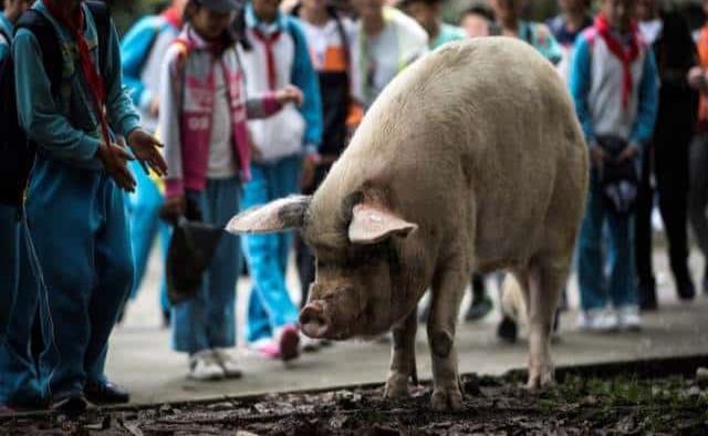 Un cerdo que sobrevivió al terremoto del 2008, provoca luto en China
