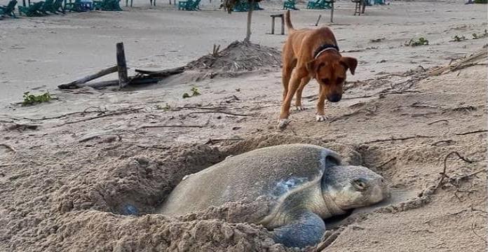 Solovino, el perro que ayuda a las tortugas a llegar al mar