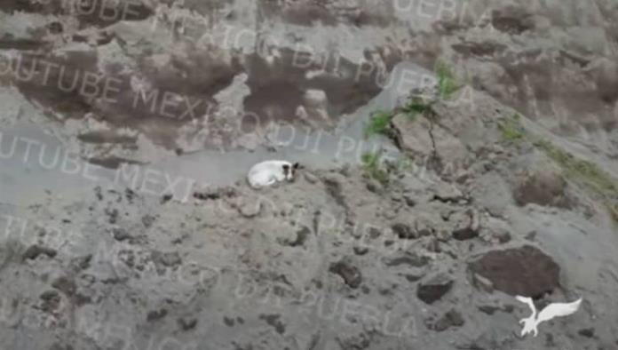 Cae otro perrito a socavón en Puebla… ‘parece que está herido’