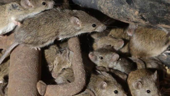 ¿Cárcel llena de ratas? Desalojan a reos por invasión de roedores