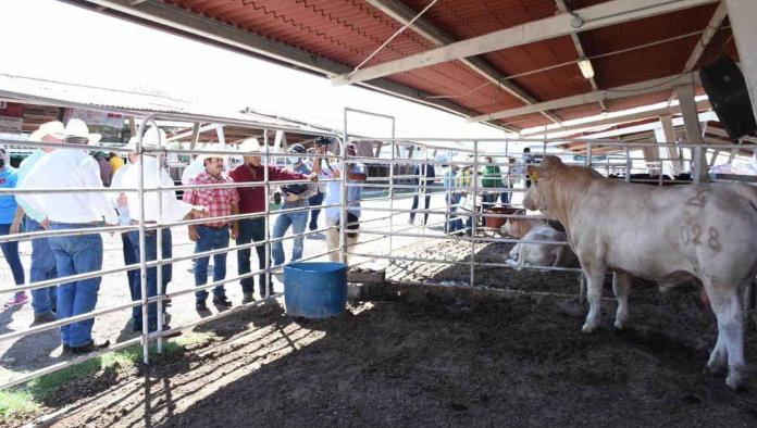 Entrega SDR Coahuila sementales bovinos