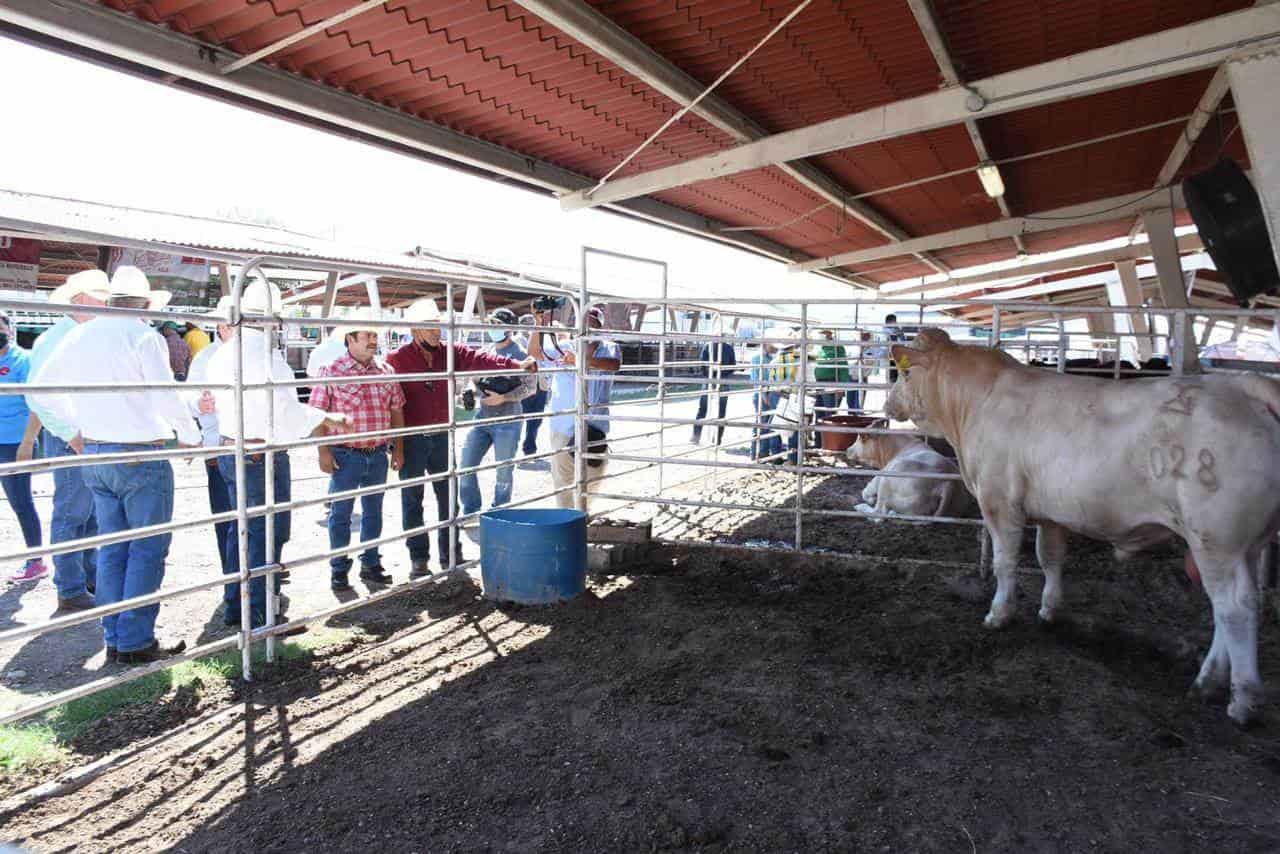 Entrega SDR Coahuila sementales bovinos