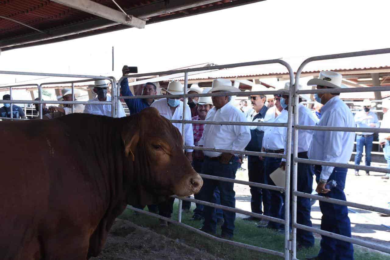 Entrega SDR Coahuila sementales bovinos