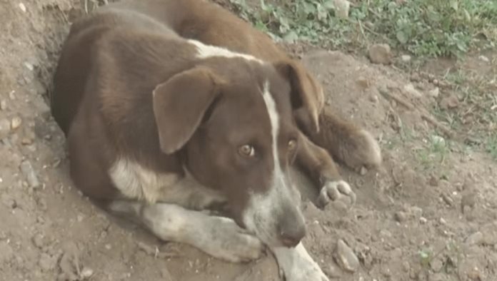 “Él rascaba, aferrado”: la historia del perro que sigue buscando a minero en Coahuila