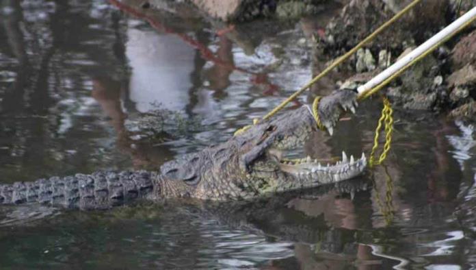 Cocodrilo mató a una mujer que lavaba ropa en laguna de Tampico