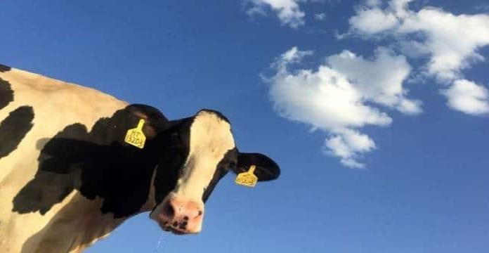 Indultan a vaca que escapó del matadero en Los Ángeles