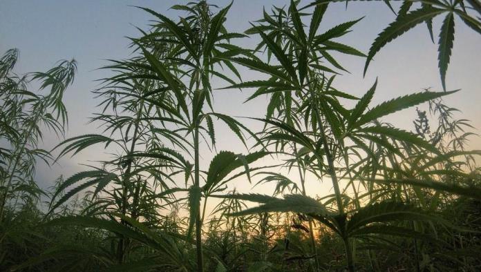 ¿Acabará legalizándose la marihuana en toda África?