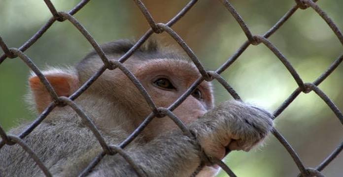 Primera muerte de un humano por el virus del mono B en China