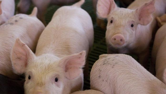 La peste porcina africana amenaza a AL, Se emite alerta a México y  Centroamérica