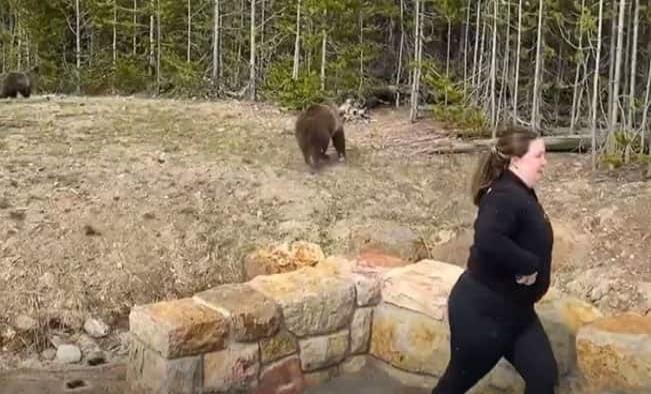 Mujer enfrenta cargos por tomarle foto a un oso