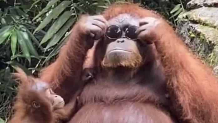 ¡Muy a la moda!; Orangután se roba uno lentes y se los prueba