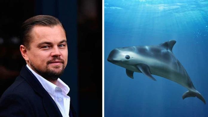 Leonardo DiCaprio señala al Gobierno Mexicano de abandonar a la vaquita marina