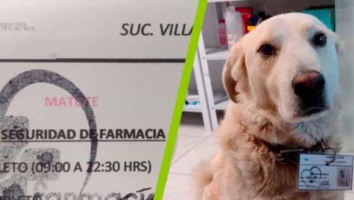 Farmacia contrata a perrito como jefe se seguridad