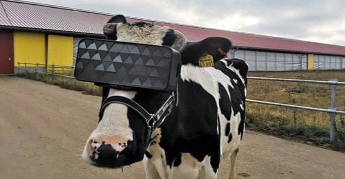 Vacas con realidad virtual; Para producir mas leche
