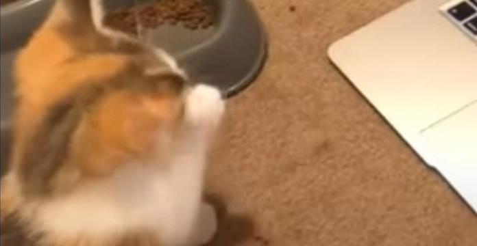 Gatito aprende a limpiarse viendo un tutorial