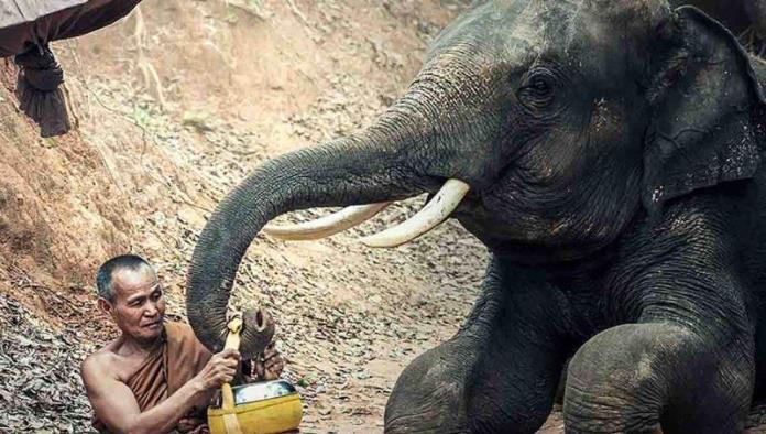 Casual: Sri Lanka prohíbe conducir elefantes en estado de embriaguez