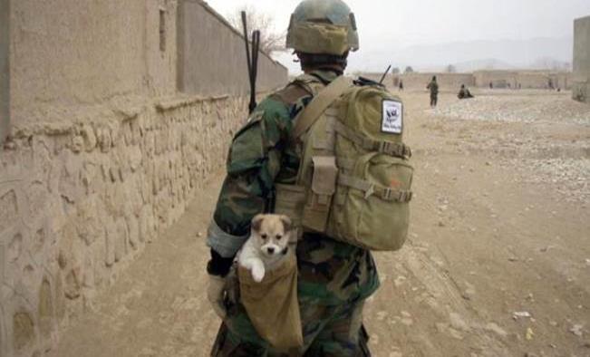 Héroe se niega a abandonar a los “lomitos” que cuidó  en Afganistán