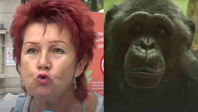 Expulsan a mujer del zoológico por mantener una relación con un chimpancé