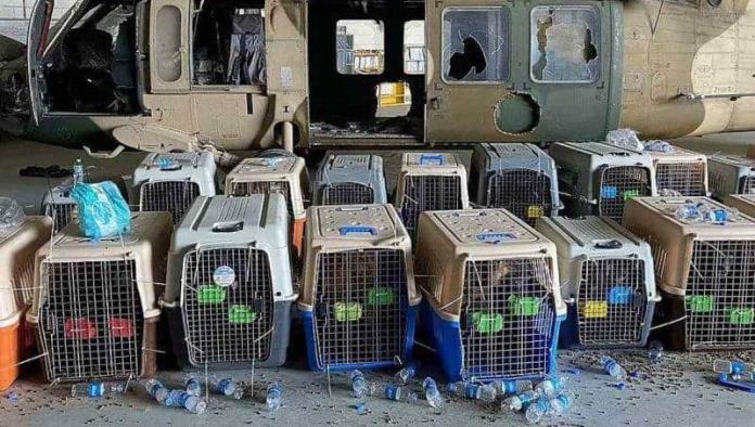 EE.UU. abandona a perros de trabajo en aeropuerto de Kabul