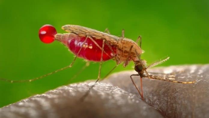 Previenen paludismo  con fumigación