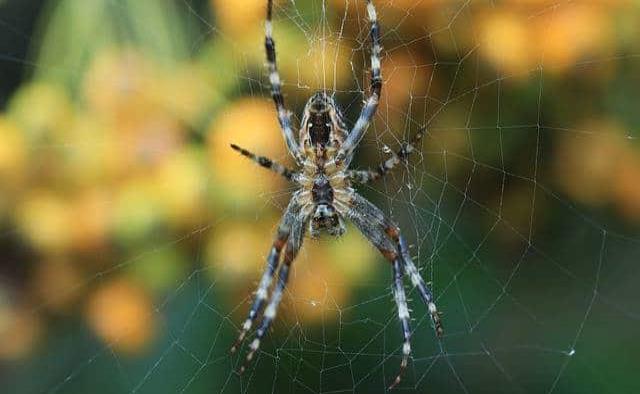 Arañas gigantes invadirán Reino Unido por temporada de apareamiento