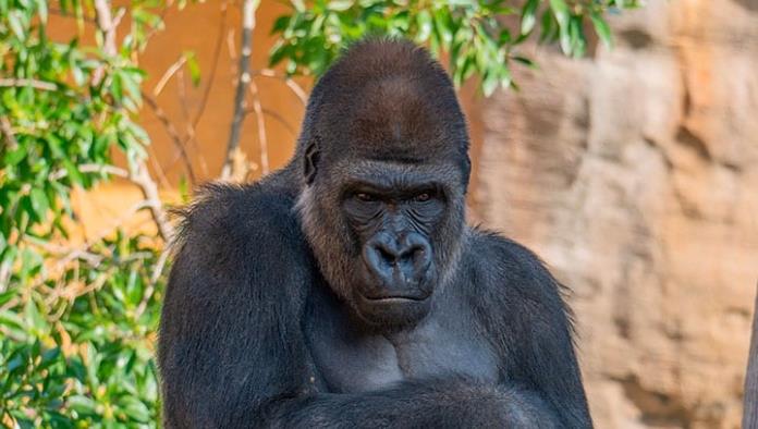 Gorilas dan positivo a COVID-19 en zoológico de Atlanta