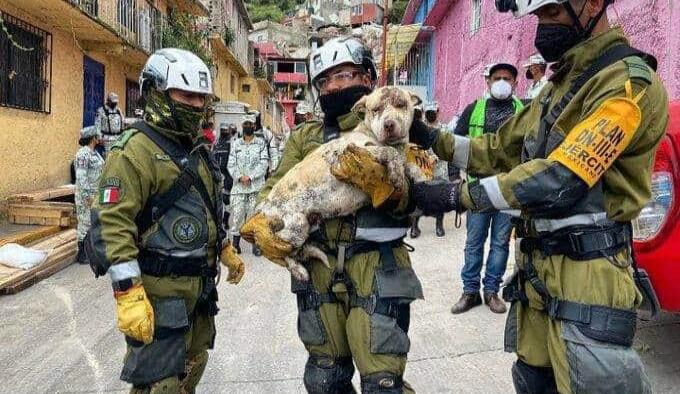 Sedena rescata a perro del derrumbe en el Cerro del Chiquihuite