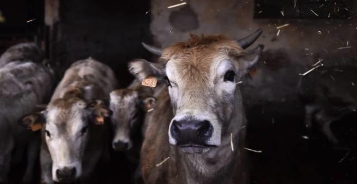 Vacas son entrenadas para ‘ir al baño’ y así reducir los gases de efecto invernadero