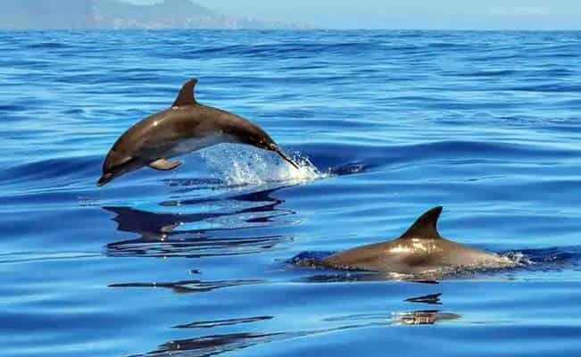 Joven es salvado de morir ahogado por una manada de delfines