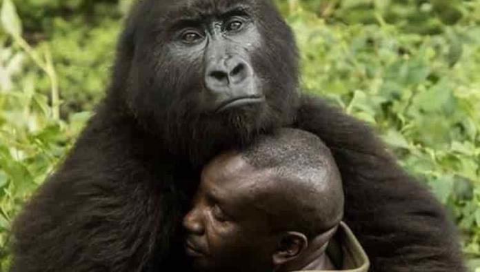 Ndakasi, la célebre gorila del Congo murió en brazos de su cuidador