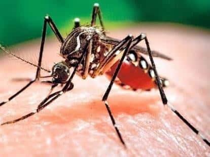 Reportan más casos de dengue