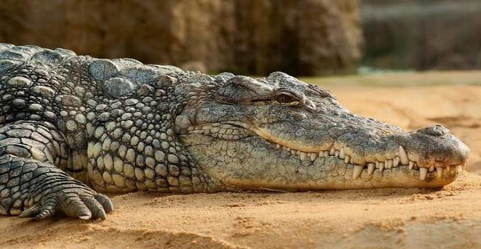 Niña muere por ataque de cocodrilo en Indonesia
