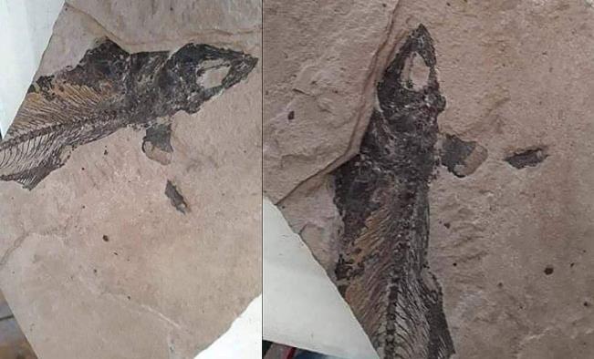 Encuentran fósil de antiguo pez en la sierra de Victoria
