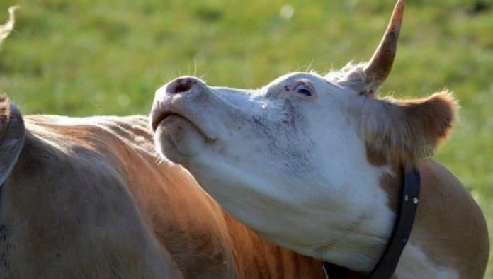 Detectan en Brasil dos casos sospechosos de enfermedad de vacas locas en humanos