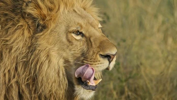 Vecinos de Culiacán reportaron que “un león” anda suelto